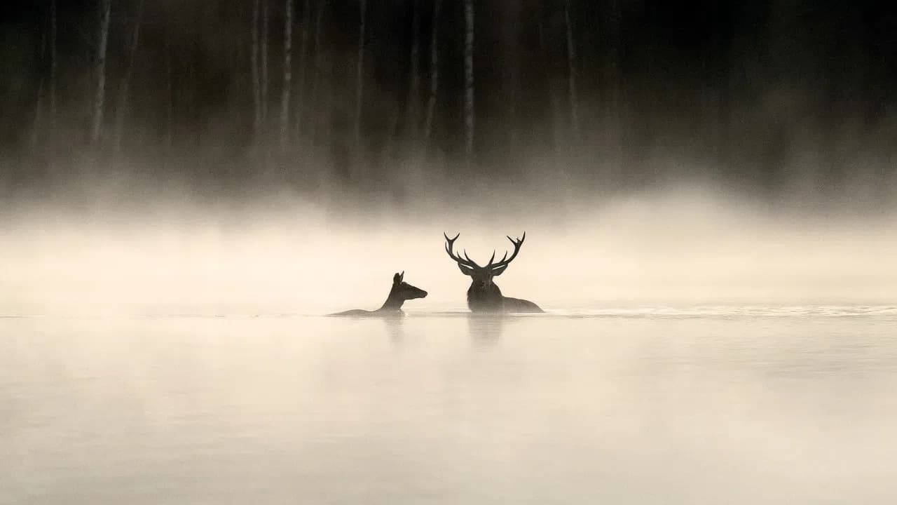 Whispers in the Woods