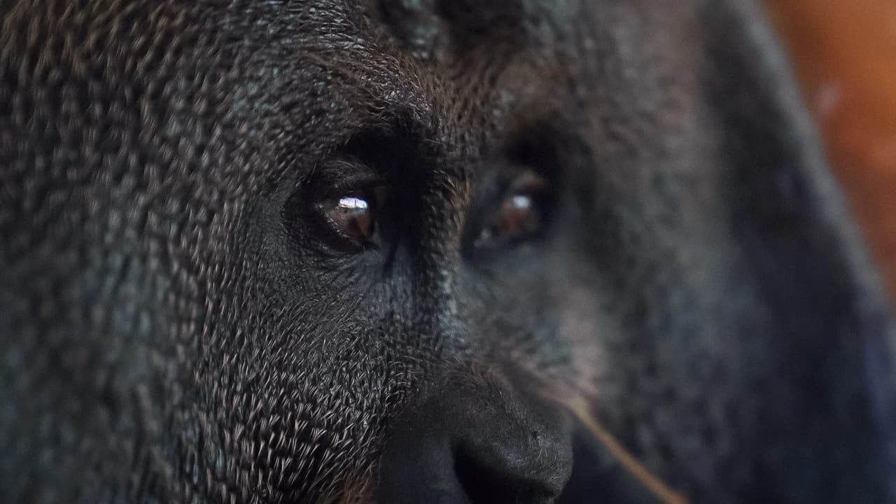 Orang. Utan.