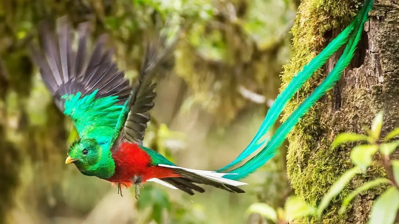 Feathered Serpent