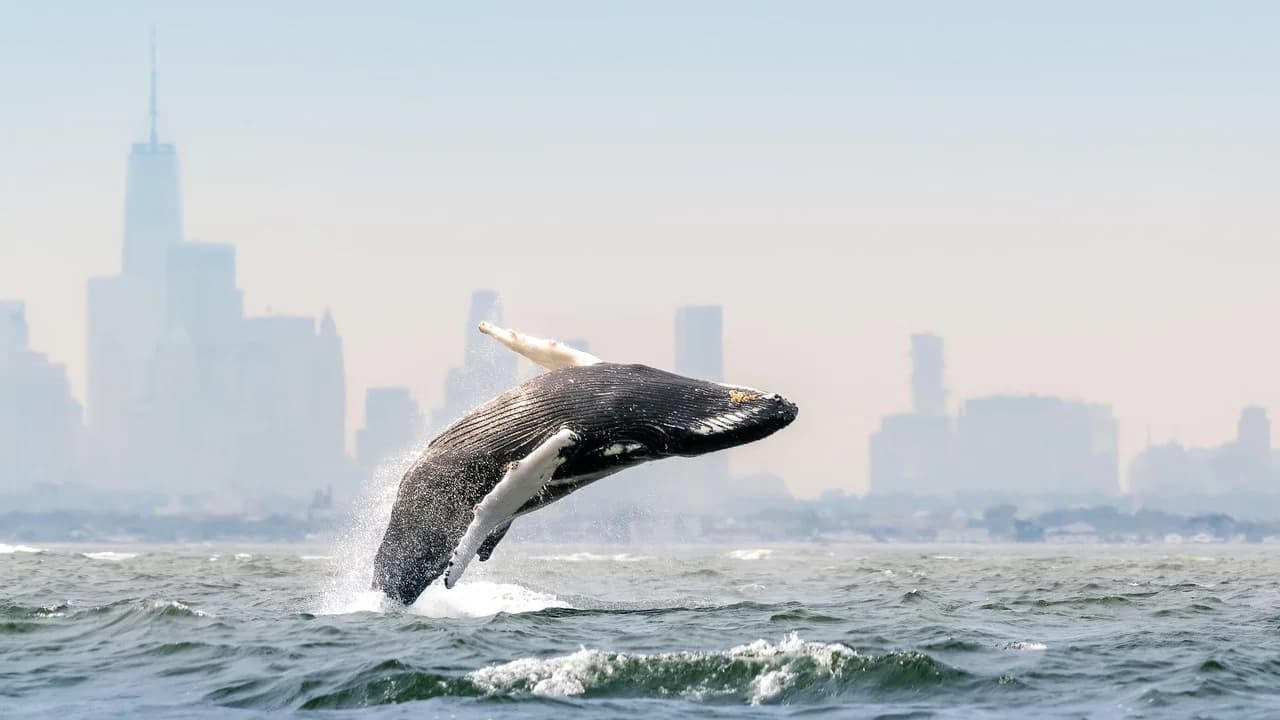 Blue Planet III