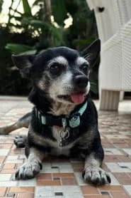 Cuki