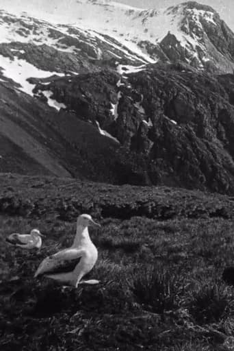 Shackleton South Georgia Birds