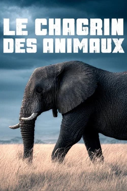 Le chagrin des animaux : mythe ou réalité ?