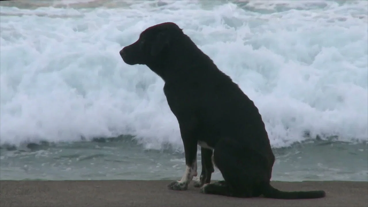 Bali: Island of the Dogs