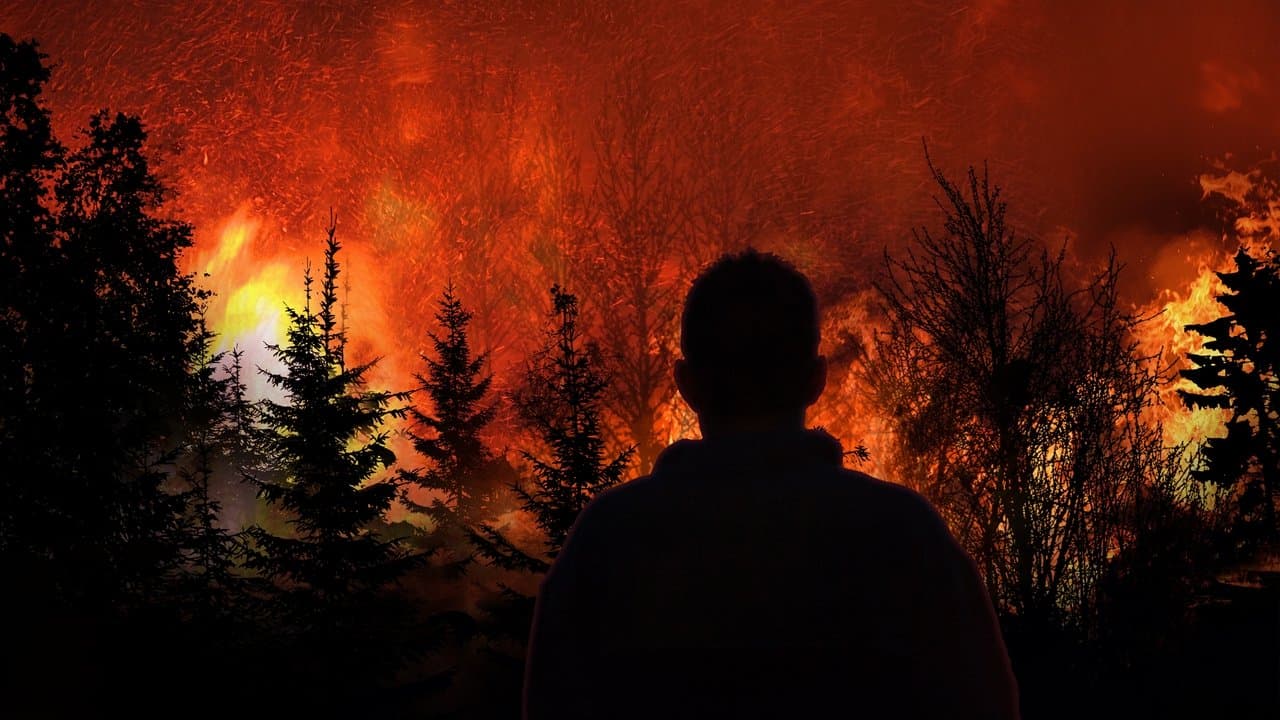 Witness to Disaster