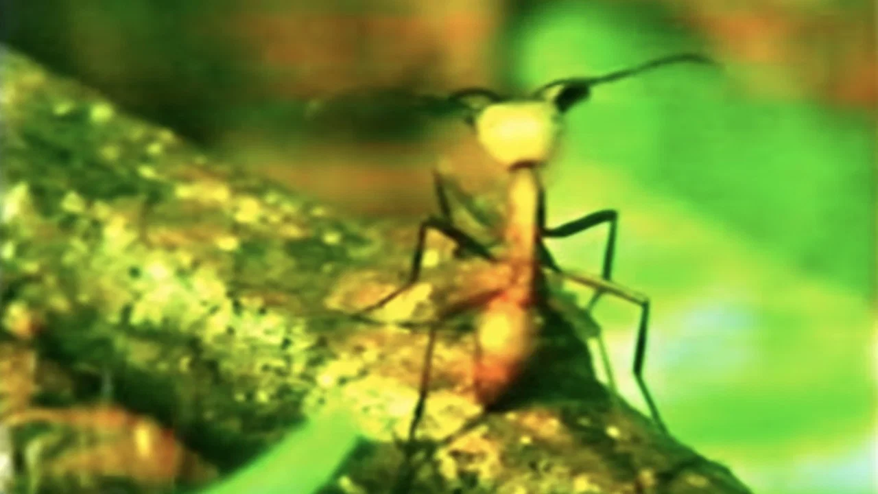 A Thousand Million Million Ants