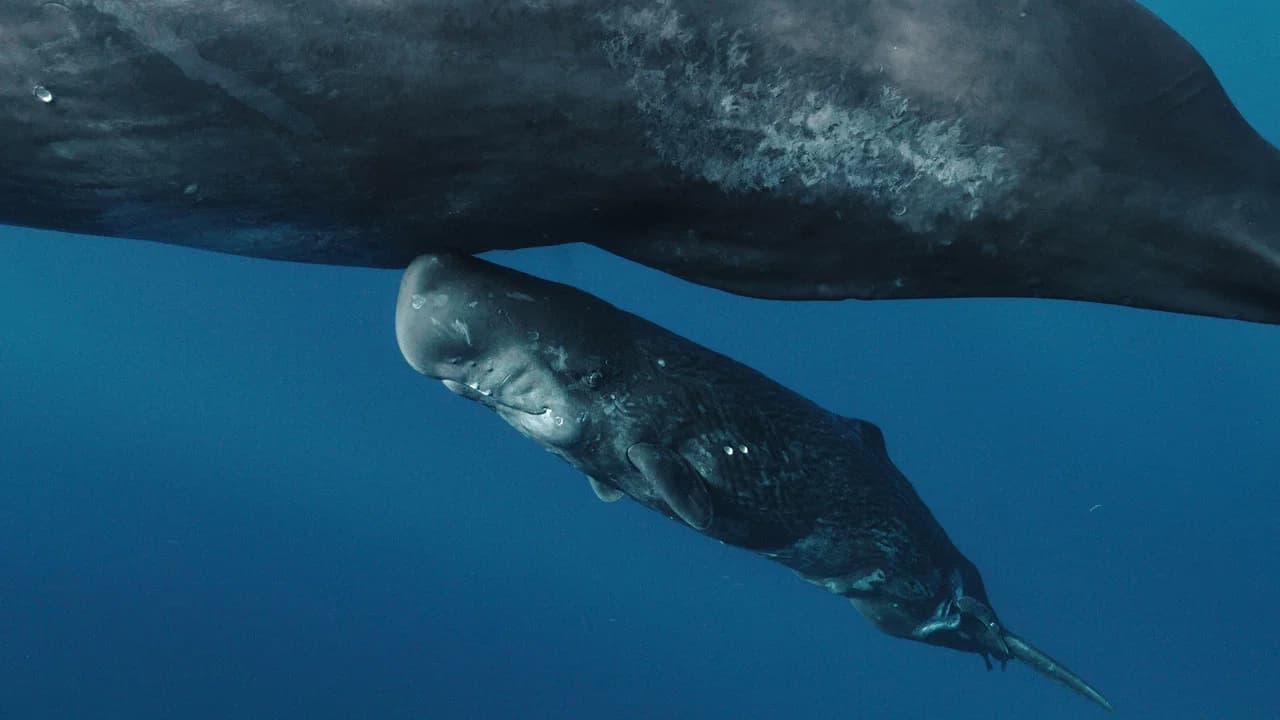 Whales and I