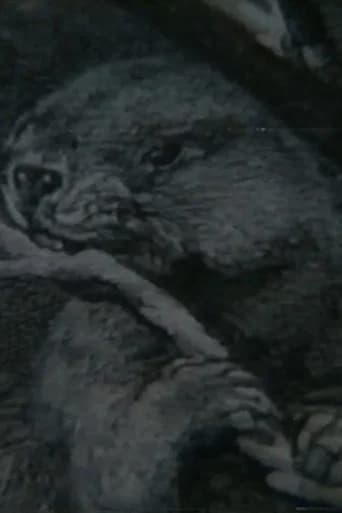 Beaver Report